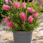 Tyčinkovec (Callistemon) ´PERTH PINK´  - výška 15-30 cm, kont. C2L 